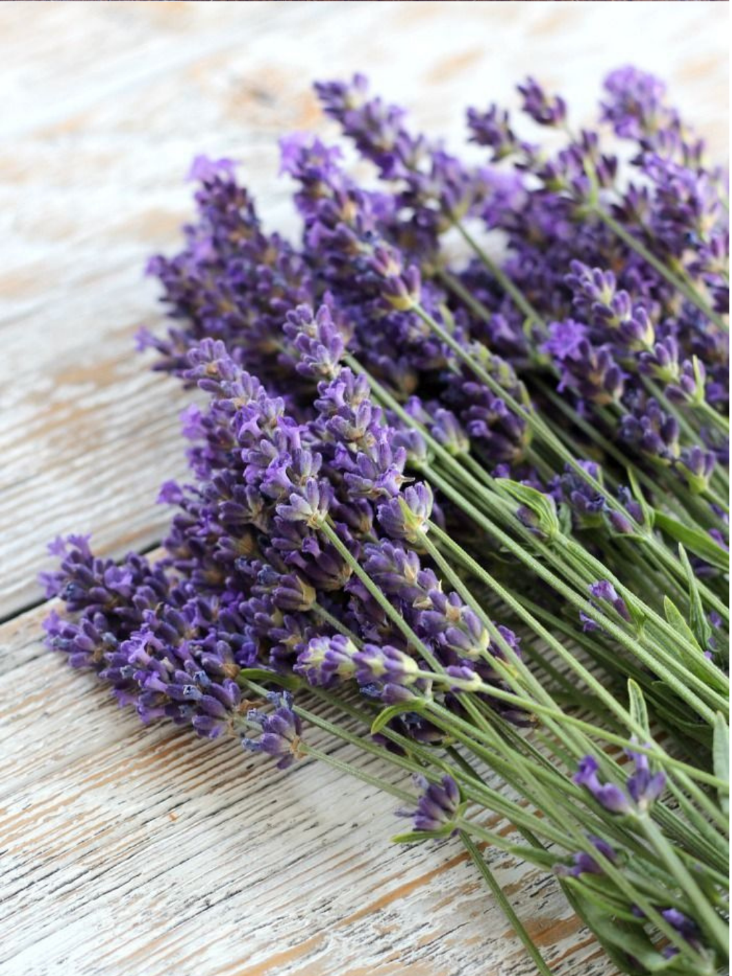 Lavender