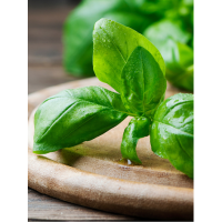 Basil - 200ML