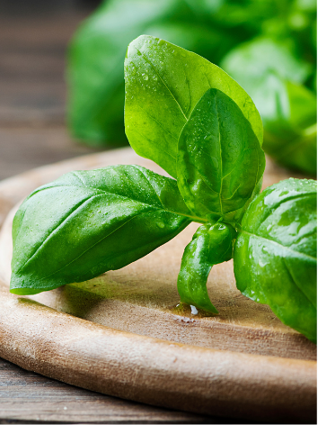 Basil