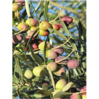 Arbequina - Chile, May 2026