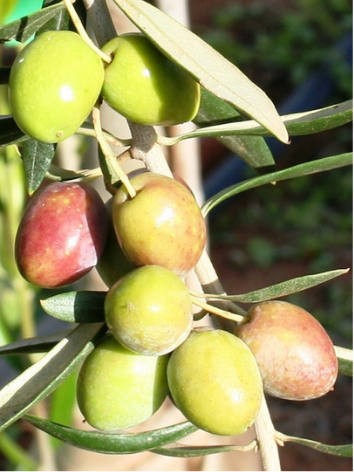 Arbequina - USA, November 2025