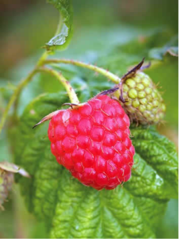 Cascadian Wild Raspberry