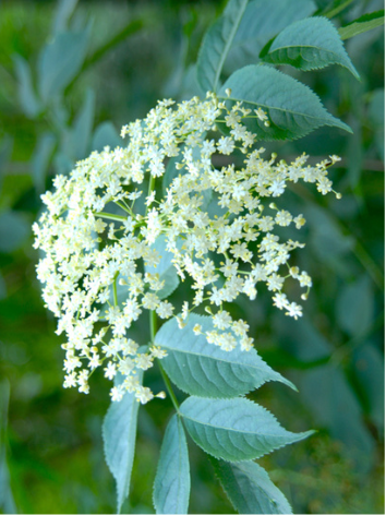 Elderflower