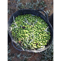 Coratina Reserve - Chile, April 2026